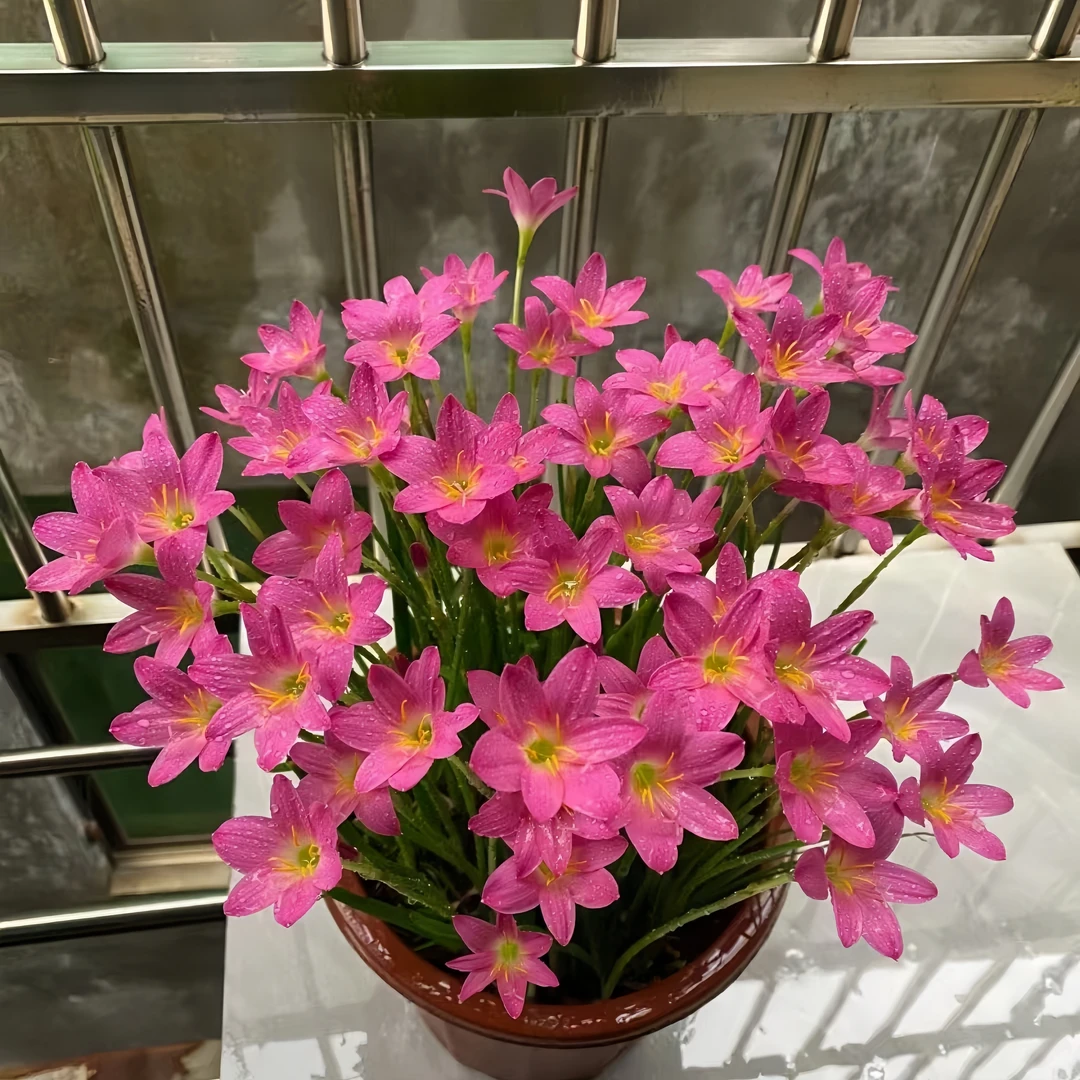 花卉韭兰绿植庭院种球土培花苗阳台风雨兰重瓣盆栽进口韭莲四季