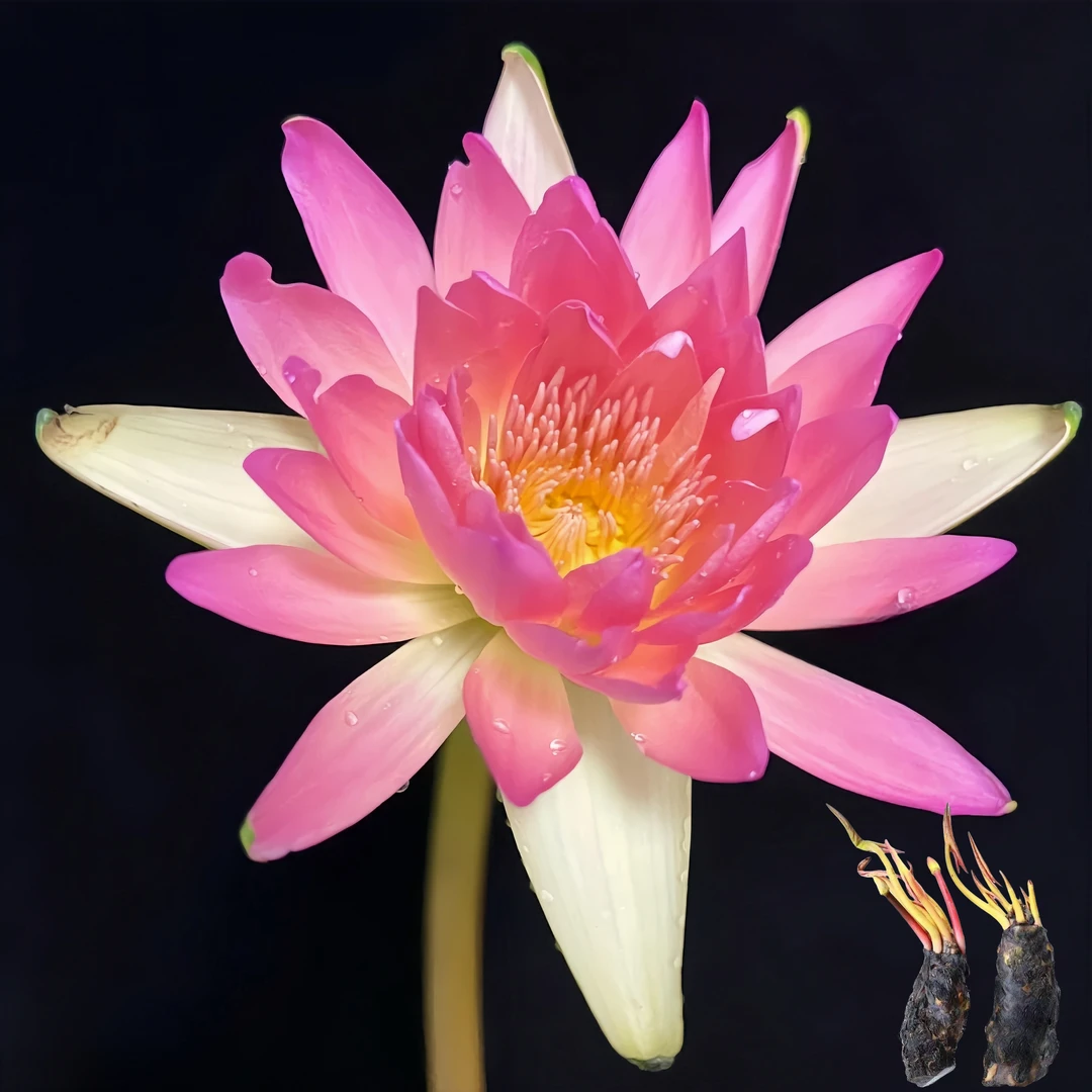 耐寒基地香水大睡莲带芽发货当年开花阳台庭院种植水培植物送肥料