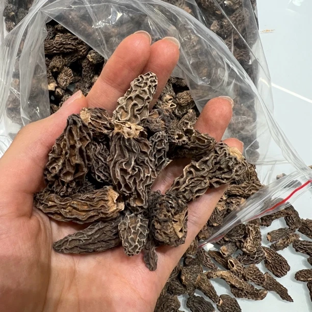 西藏 野 羊肚菌50克/100克