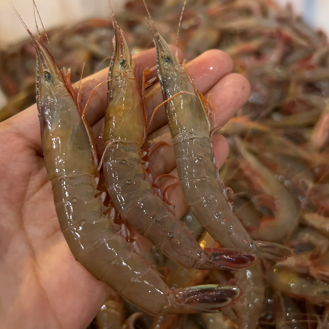 青岛黄海历虾/滑皮虾/鹰爪虾 野生海捕 顺丰包邮2斤 4斤装