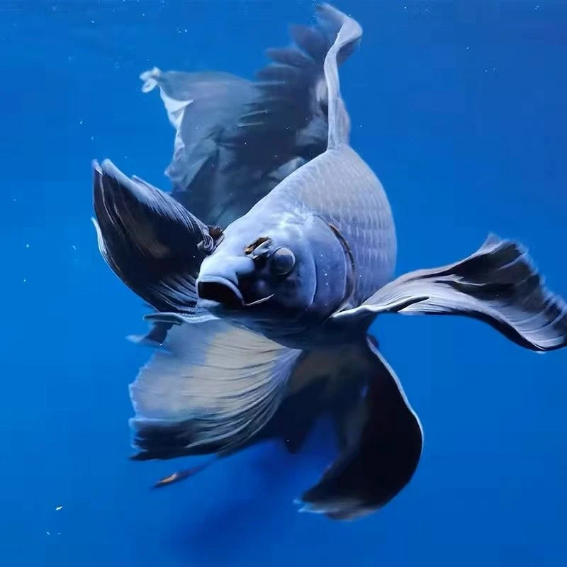 红色蝴蝶鲤长鳍大尾球体红贵妃蝴蝶鲤冷水鱼宠物鱼观赏鱼