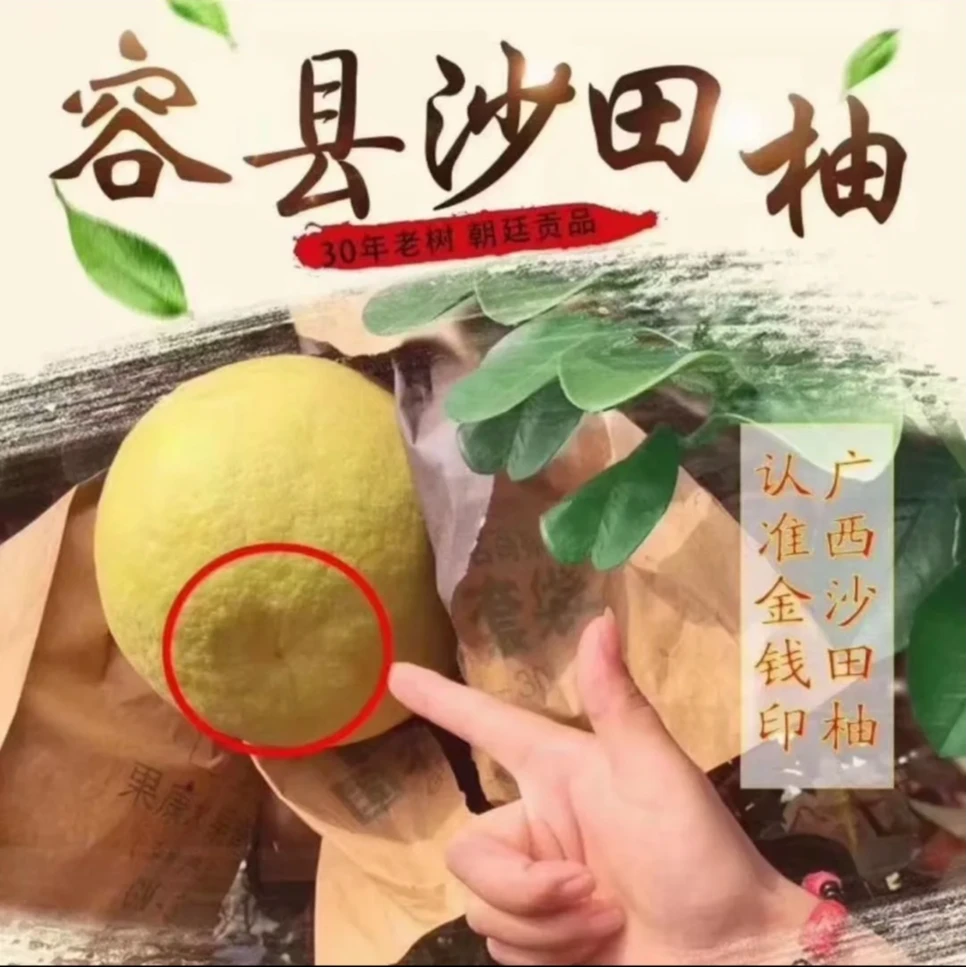 容县正宗沙田柚蜜香味纯甜无酸广西容县产地直发现摘现卖沙田柚
