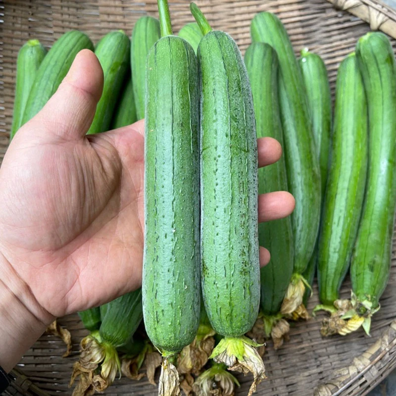 湖南本地油丝瓜新鲜蔬菜笨丝瓜绿丝瓜自然成熟现摘现发青丝瓜包邮