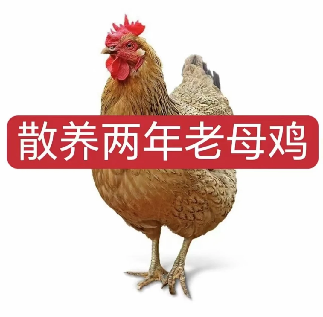 农村散养溜达老母鸡