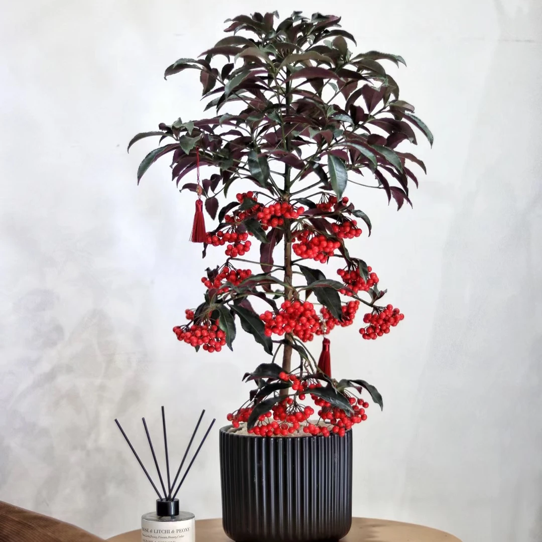 【富贵籽｜黄金万两】喜庆盆栽绿植福贵籽盆栽年宵花