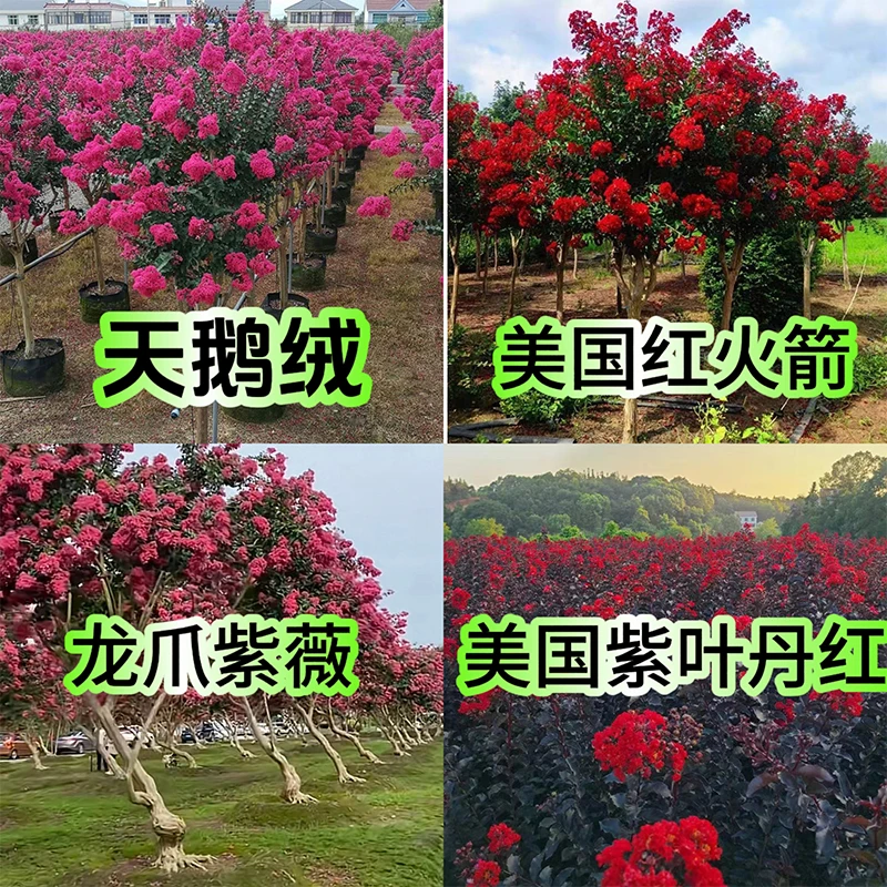 美国进口原生紫薇红火箭紫星花怒放天鹅绒川红龙爪紫薇品种种苗