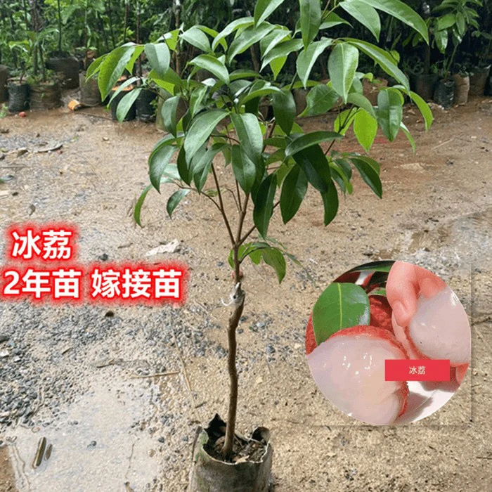 广西荔枝冰荔嫁接苗