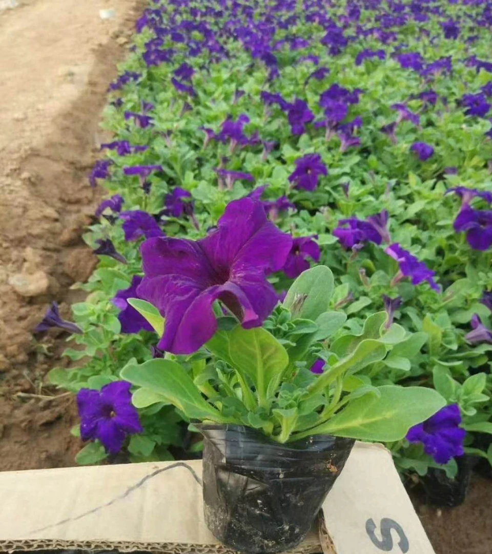 花花草草基地直发