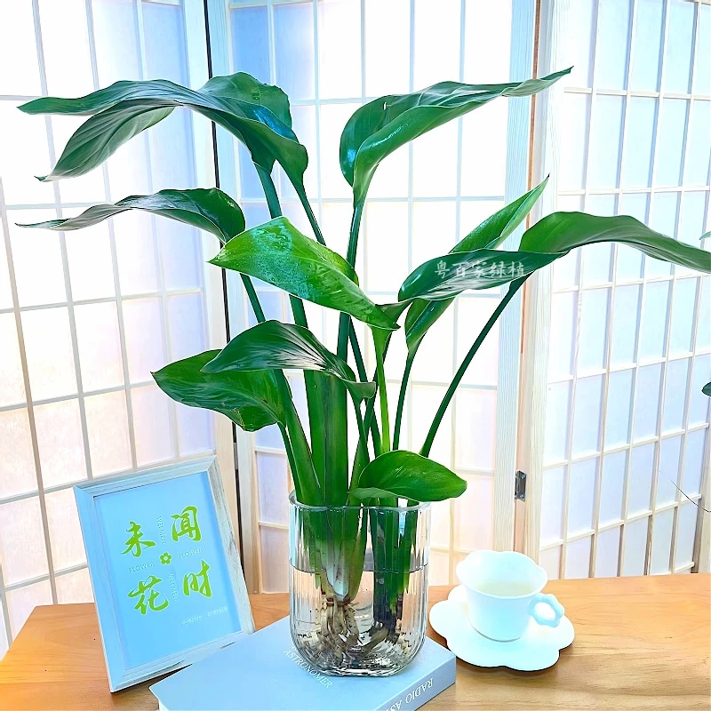 天堂鸟室内绿植办公室水培植物花卉桌面绿植盆栽观叶植物好养易活