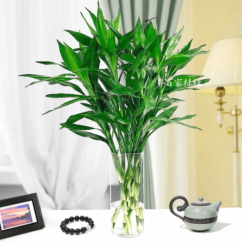 【基地直发】富贵竹水养水培植物绿色花卉室内美观绿植10根不带瓶