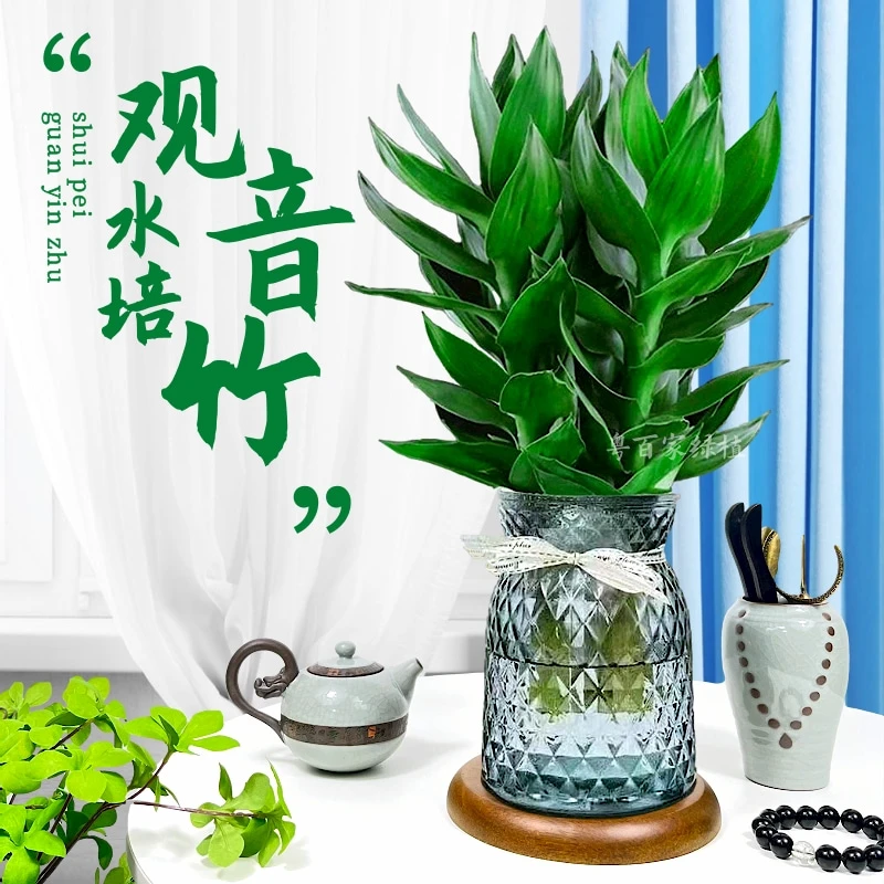 【屿鹿专属】观音竹富贵竹水培植物盆栽花卉绿植简单好养绿色植物