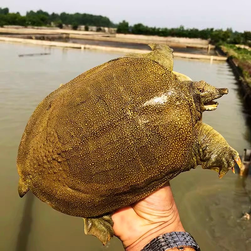 甲鱼鲜活生态野外生长中华老鳖外塘放养2-3斤公母水鱼活团鱼 甲鱼