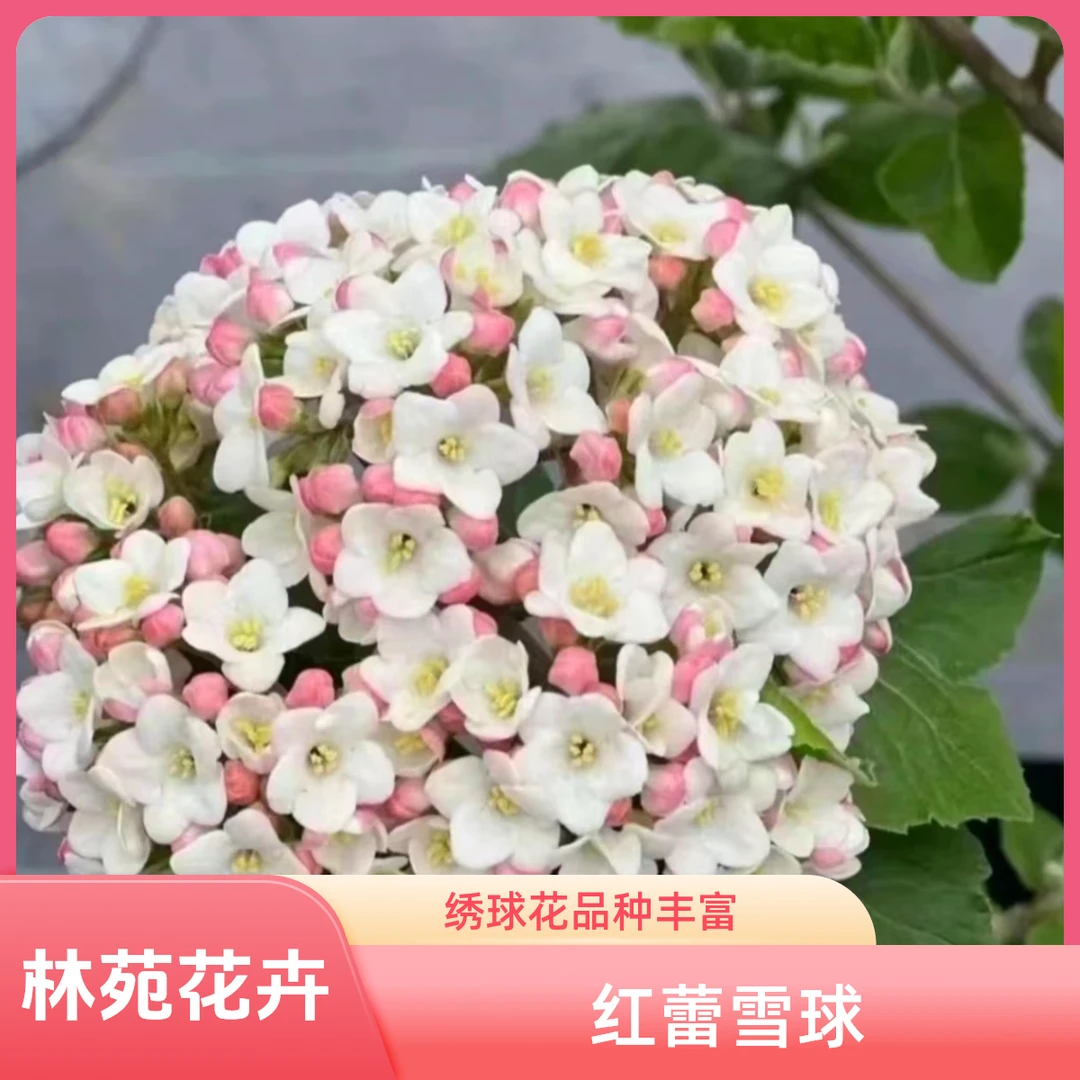 红蕾雪球树苗庭院别墅种植耐寒盆栽风景树绣球花苗园林绿化景观
