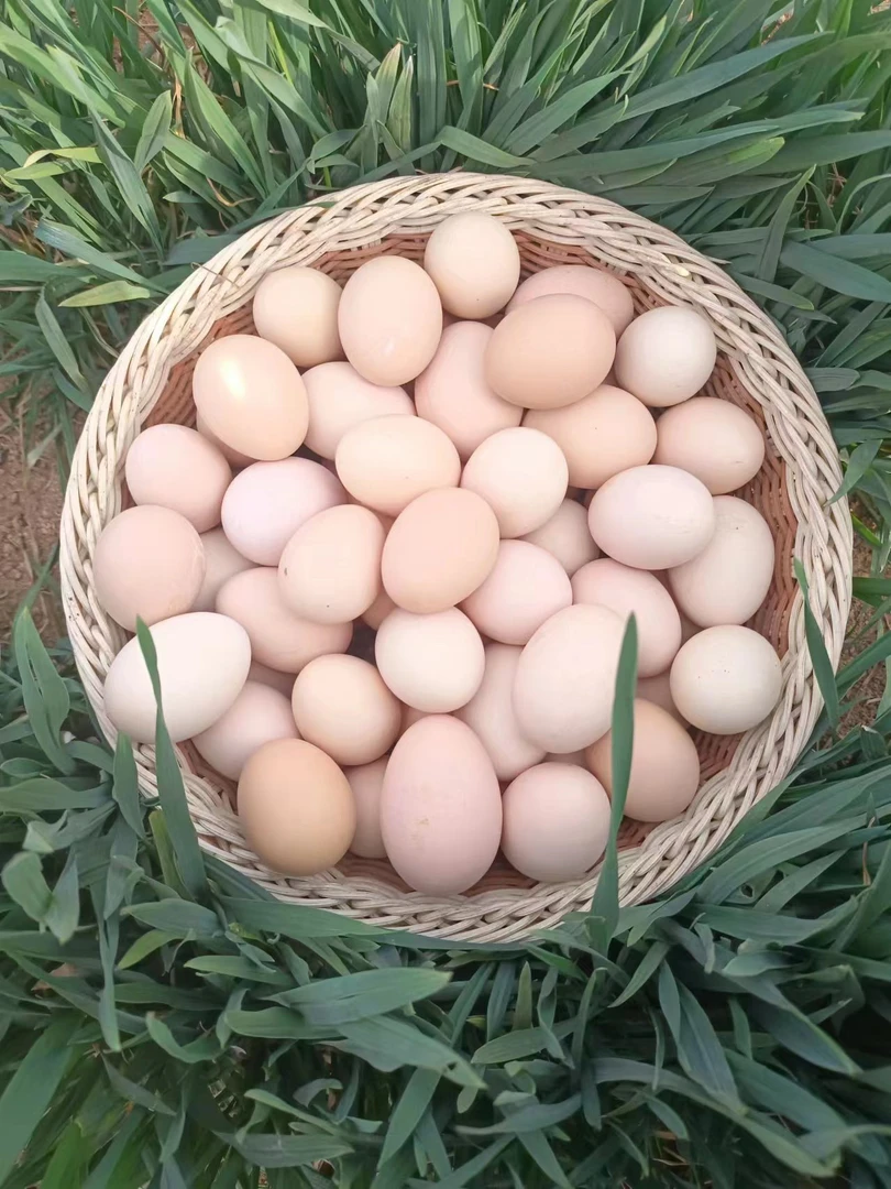 50枚山林生态散养新鲜正宗农家笨鸡蛋土鸡蛋