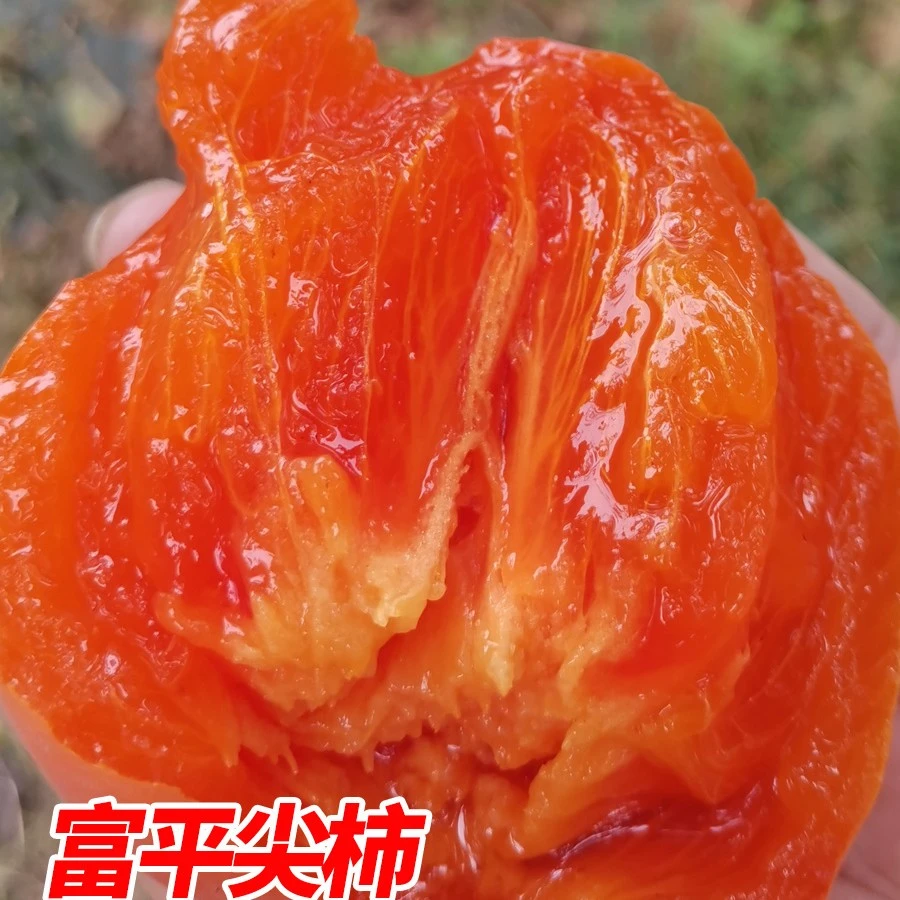 富平尖柿子流汁爆浆现采现发
