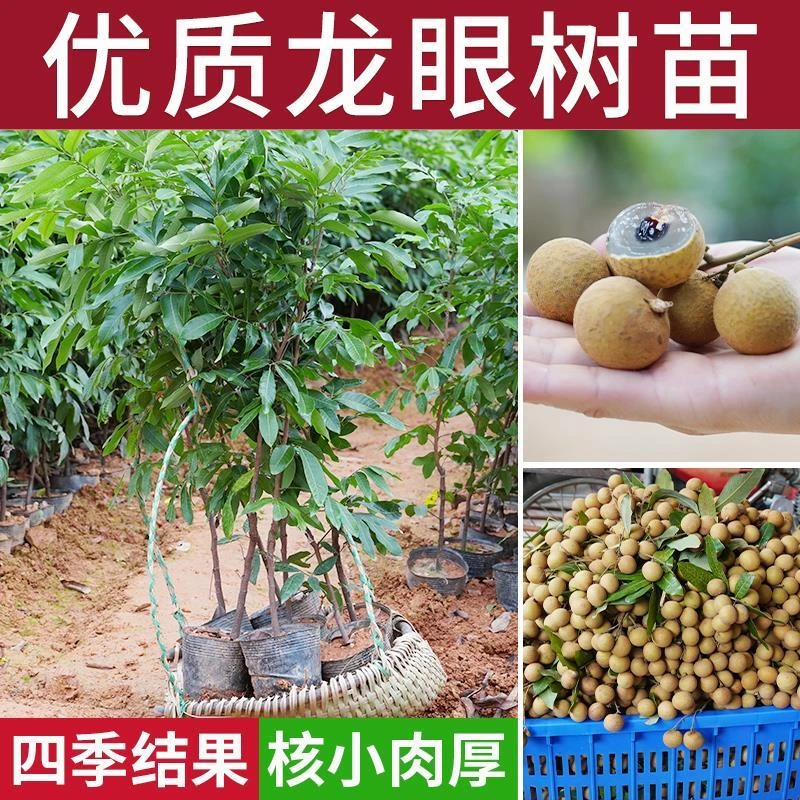 龙眼树果苗南方四季石硖储良大苗嫁接当年结果盆栽桂圆果树果苖木