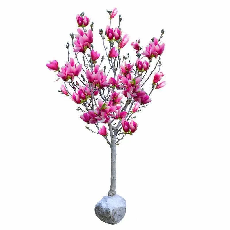 【地载三乔玉兰花】 盆栽地栽阳台庭院 南北方种植绿色耐寒园林绿化