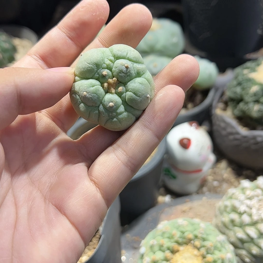 L****7一物一拍所见即所得侧芽