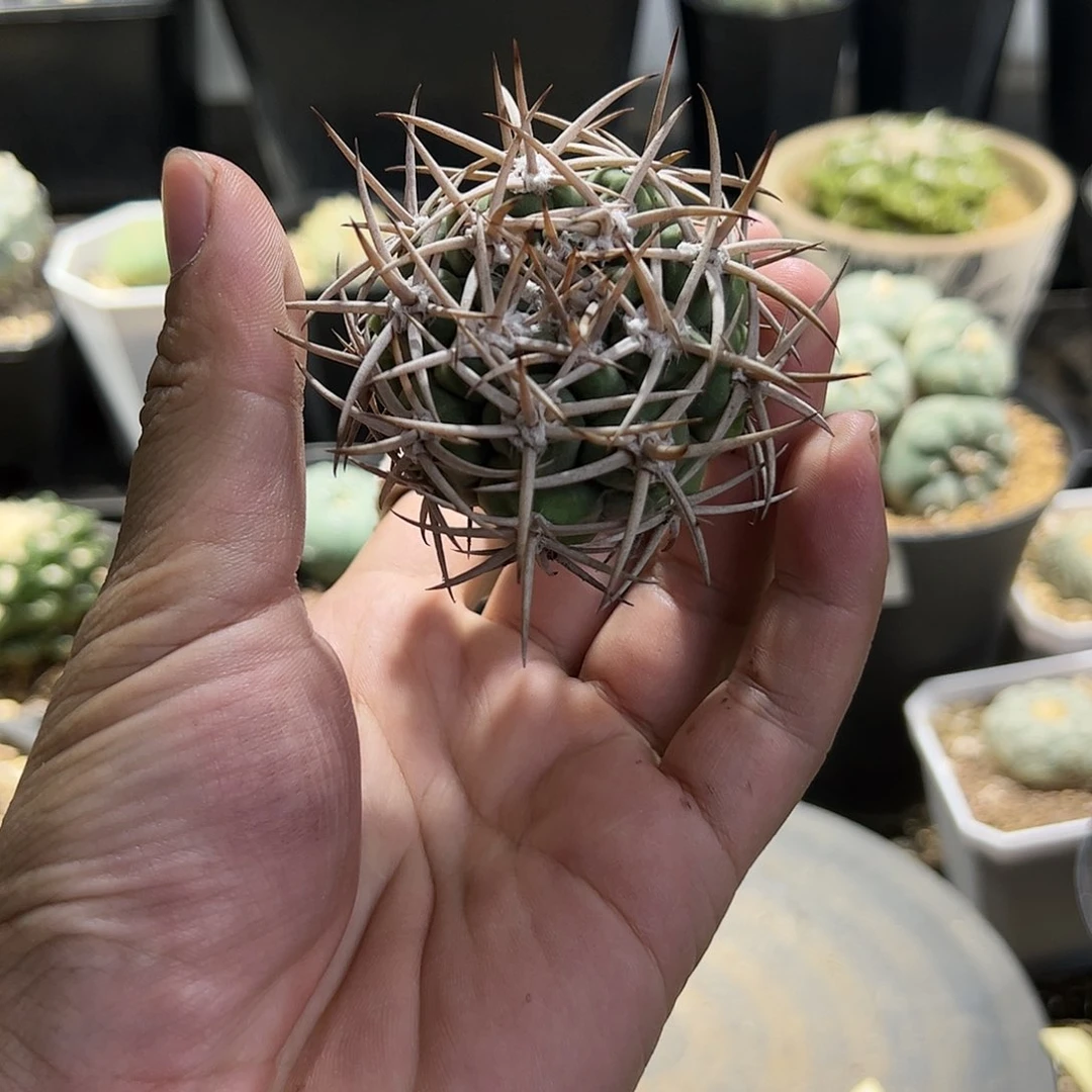 自根碧岩已发根一物一拍