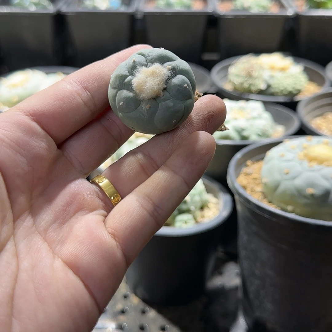 一物一拍所见即所得