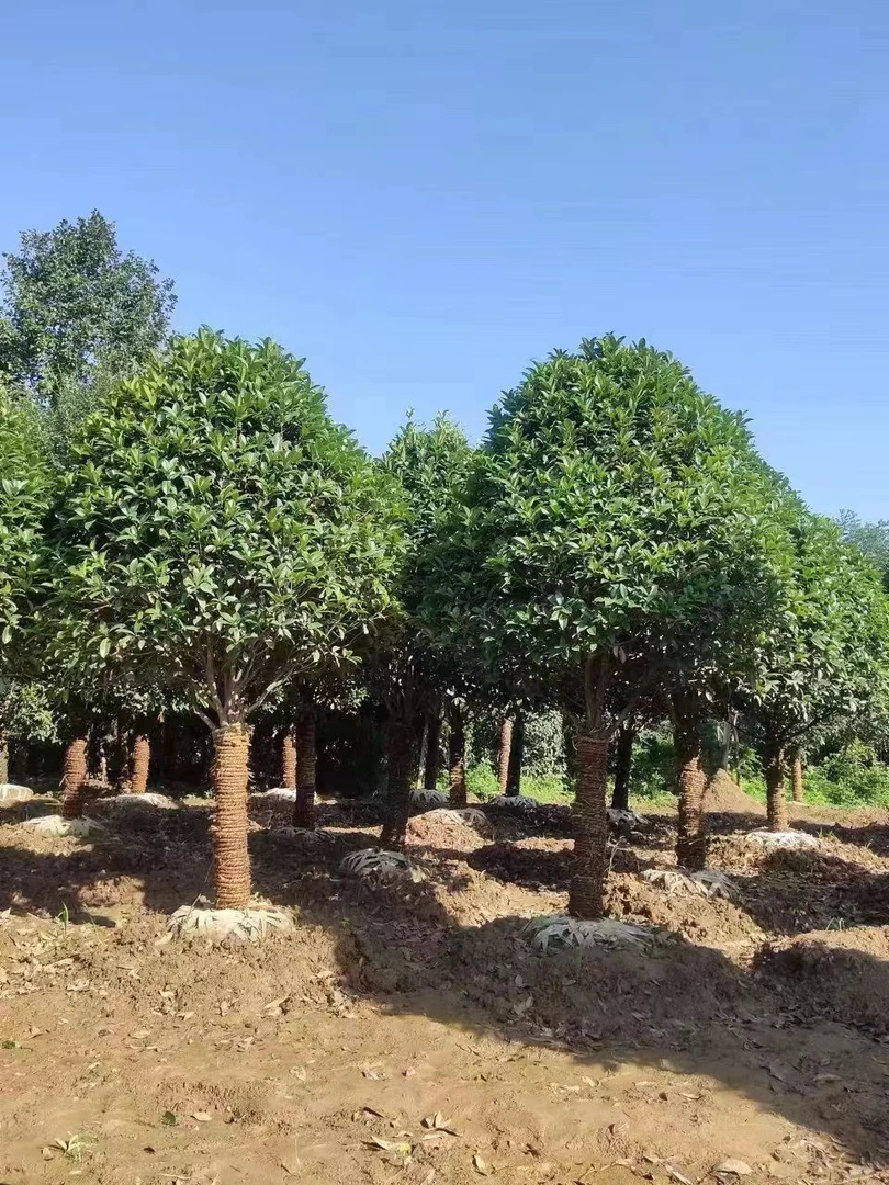 大型桂花树苗原生金桂丹桂庭院别墅地栽浓香型植物耐寒四季桂绿化