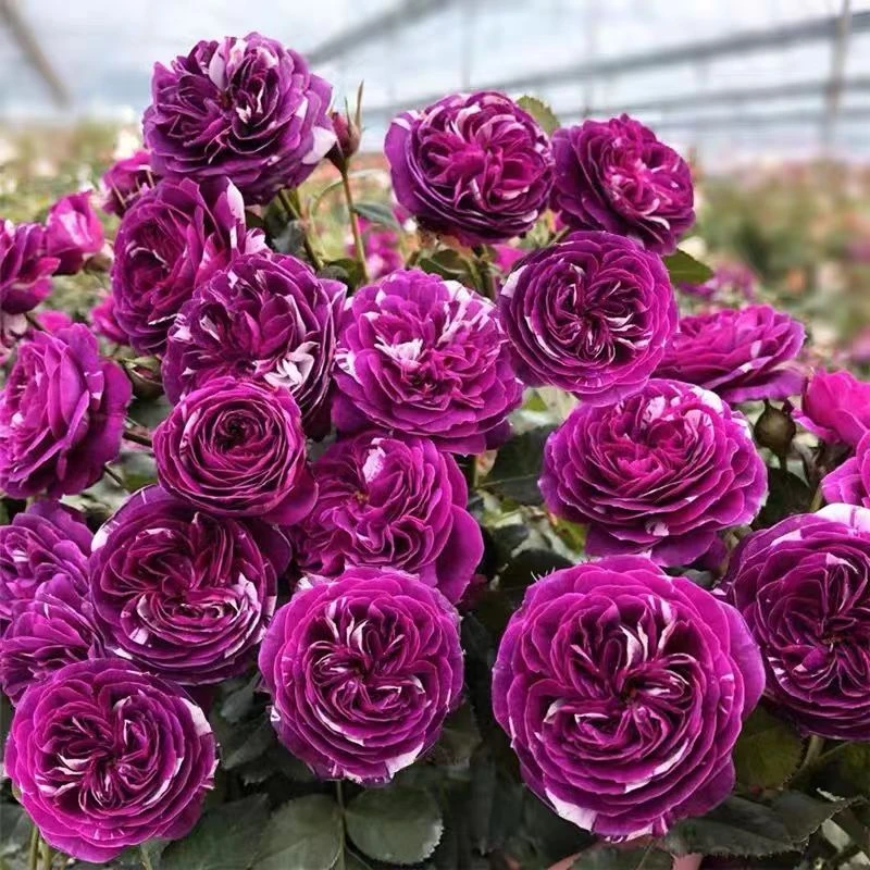 【芬芳宝石】四季开花浓香多头条纹灌木月季小苗