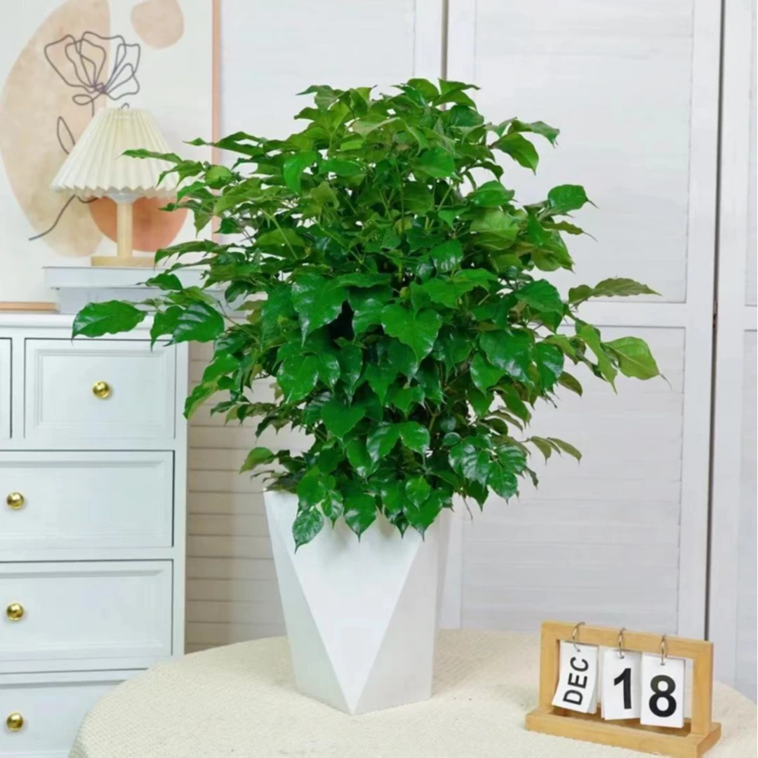 幸福树盆栽【60-70CM】植物绿色好养盆景净化空气吸甲醛桌面绿植