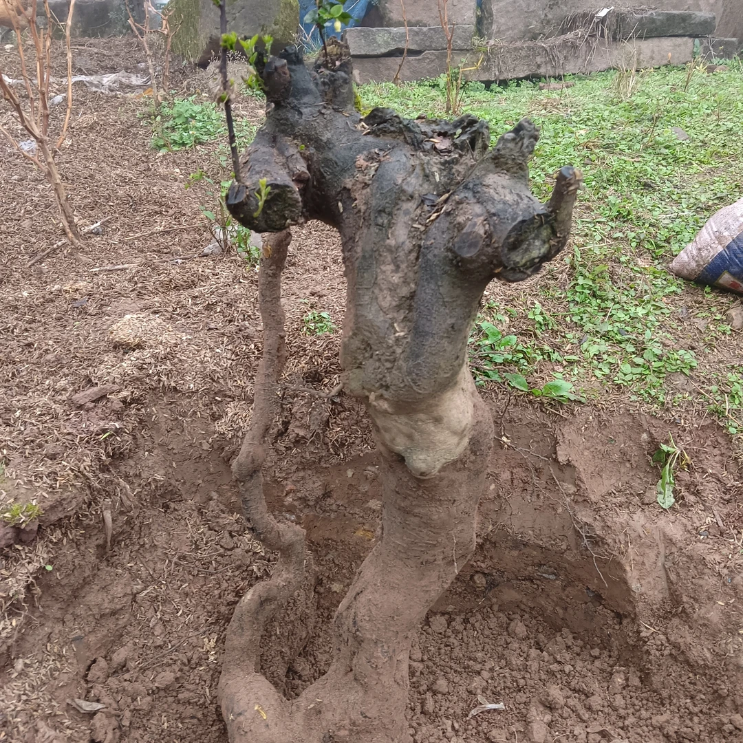 金弹子盆景，四季不掉叶