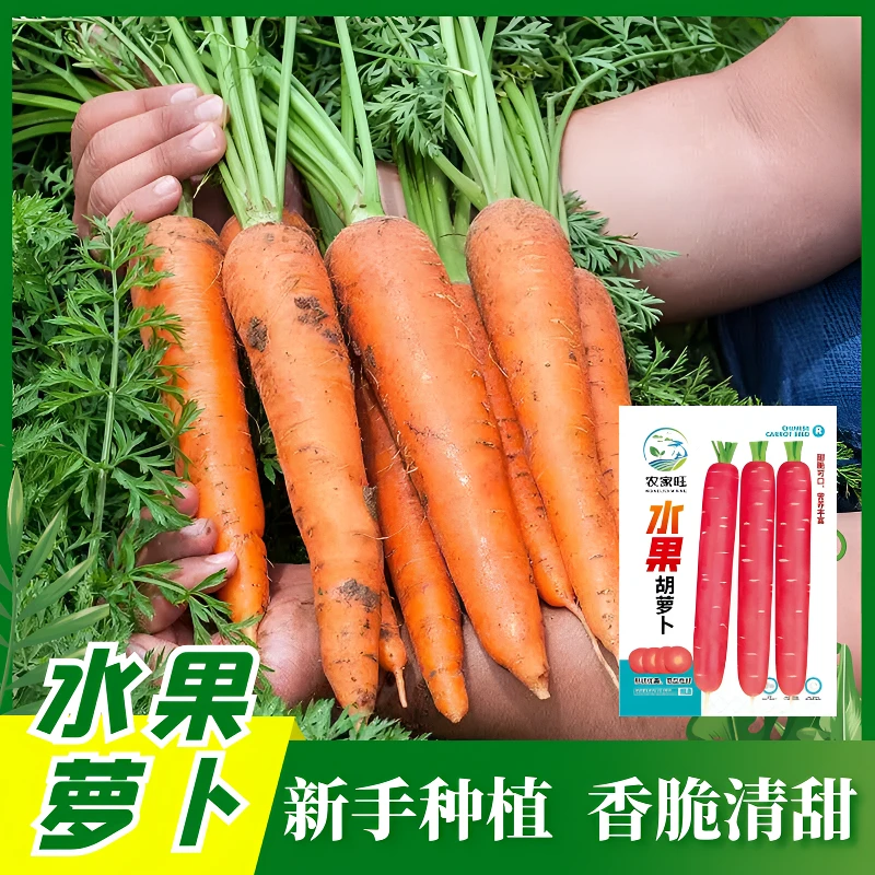 三红红九参菜种子四季水果萝卜籽种籽胡萝卜种子蔬菜农家高产