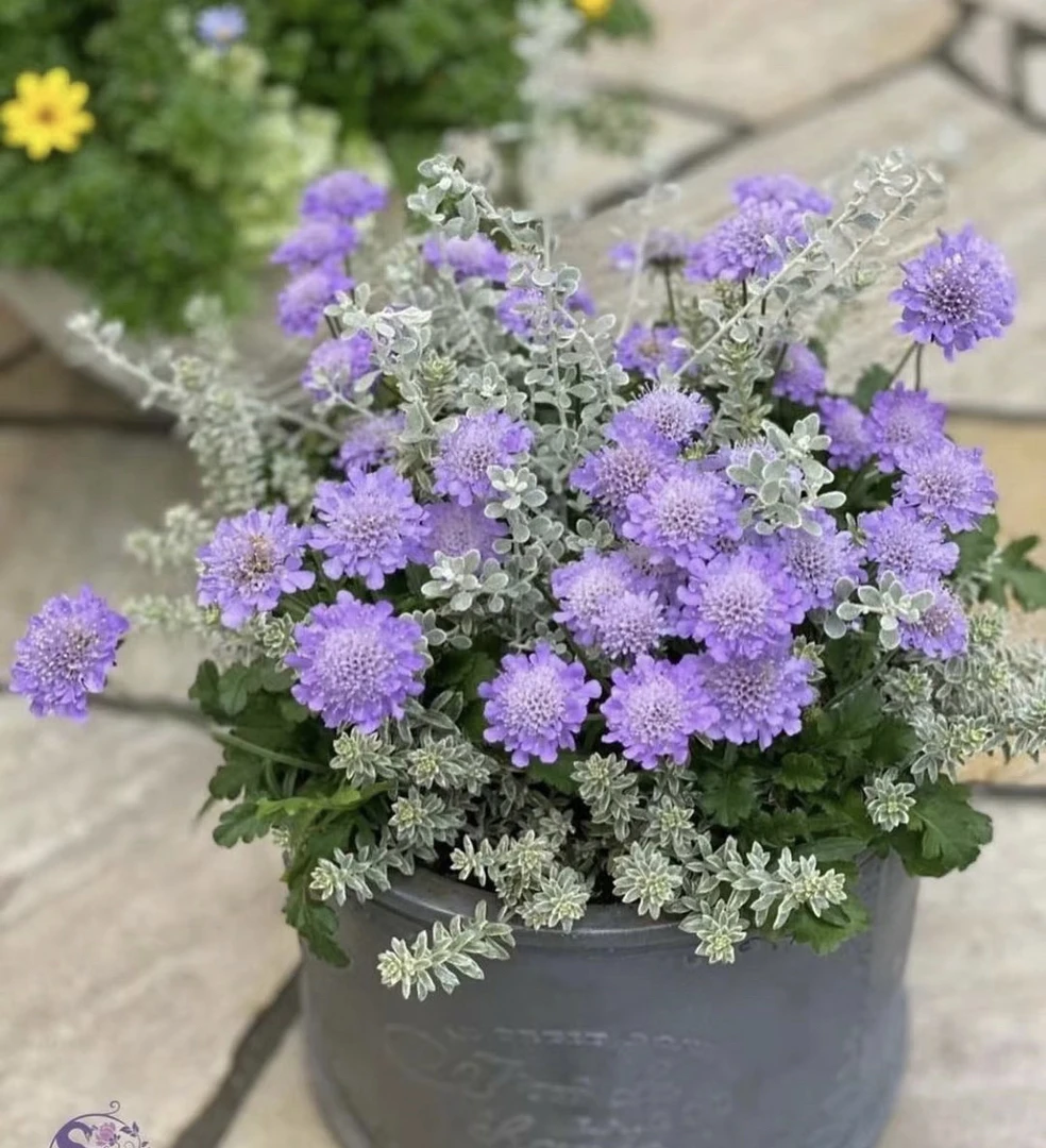 知否花铺蓝盆花盆栽(花期长 耐热 耐寒)庭院阳台开花植物