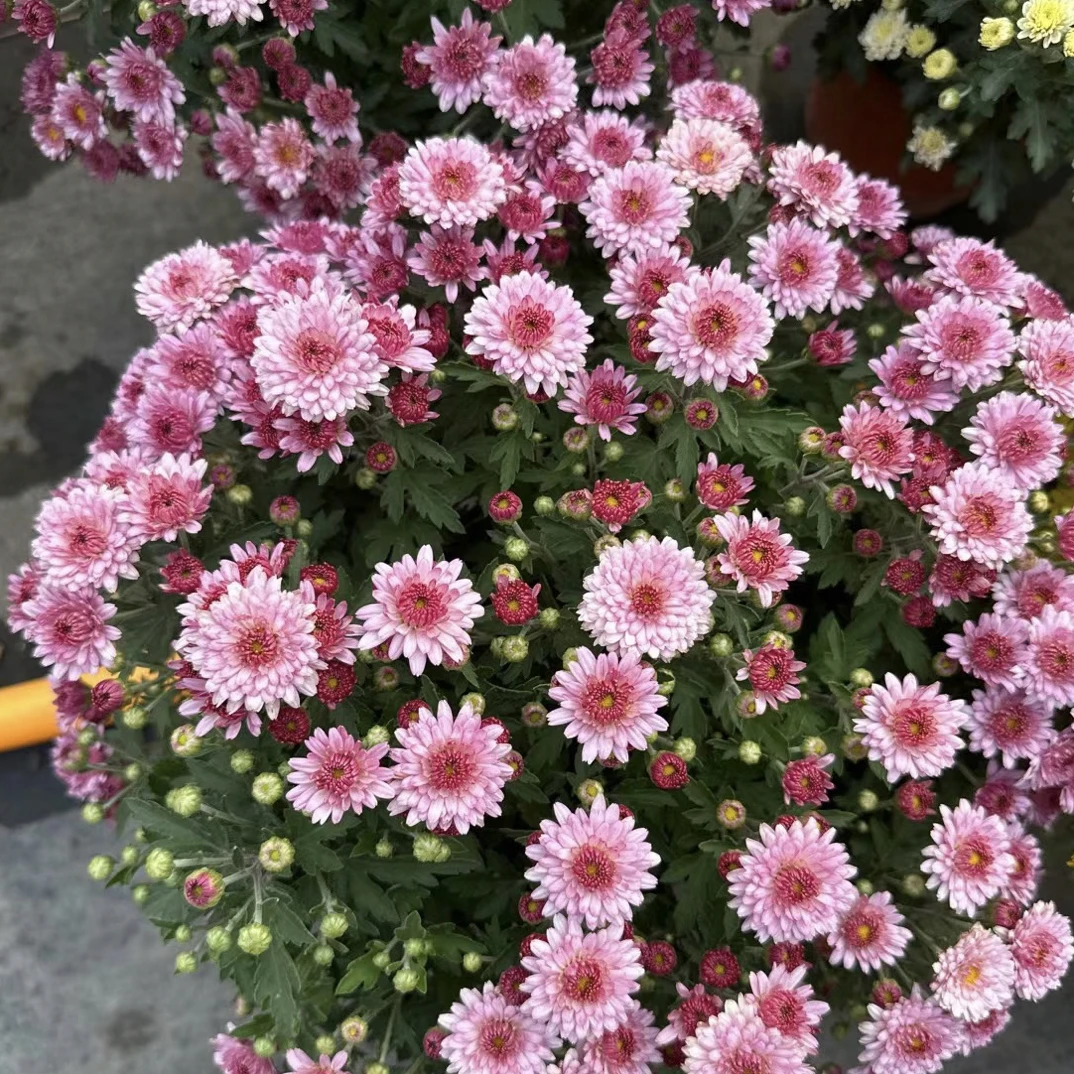 芙蓉水晶千头菊球菊冠幅30-40cm耐热耐寒室内室外地栽盆栽