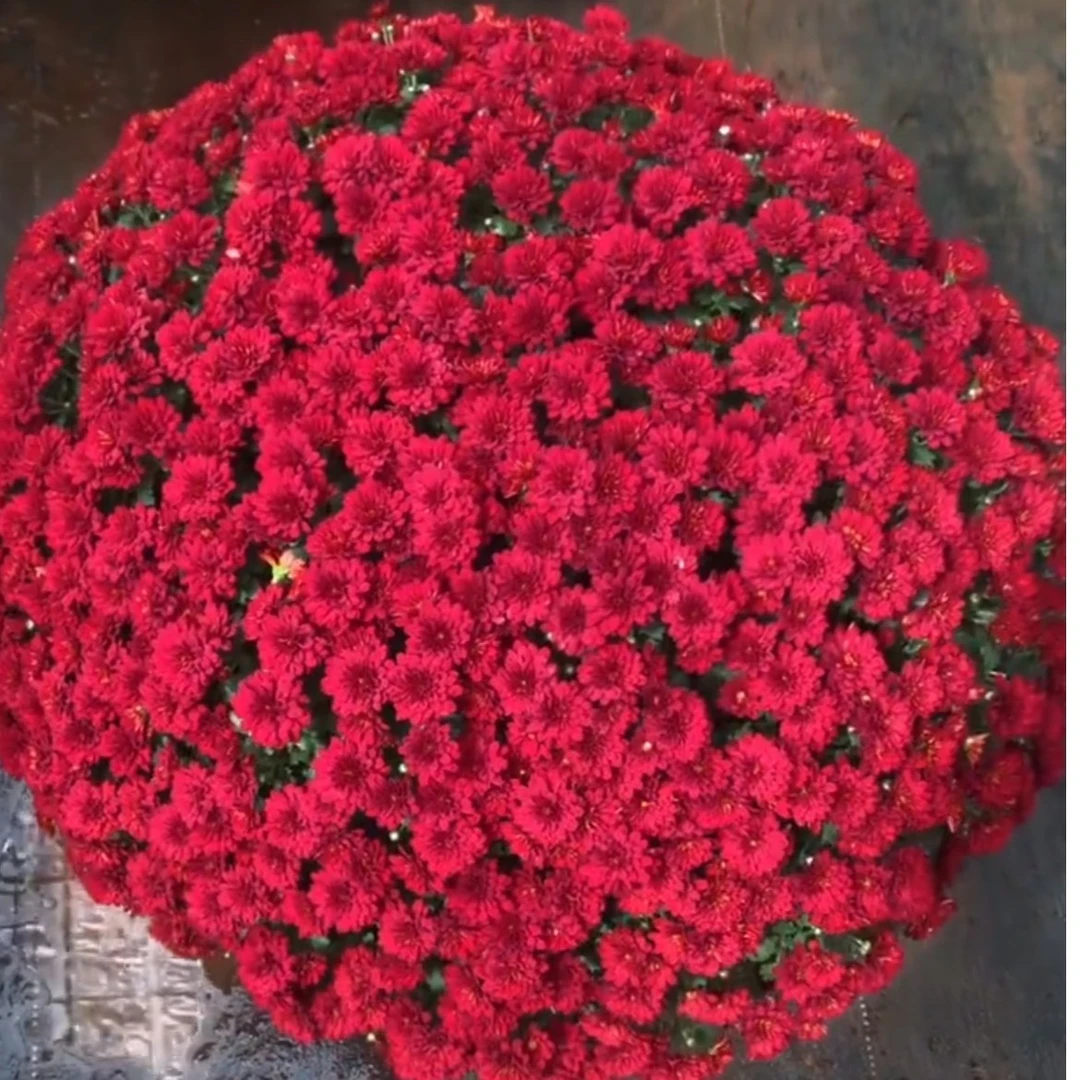 子午线樱桃红千头菊1.5加仑冠40-50cm耐晒耐寒阳台庭院植物室外