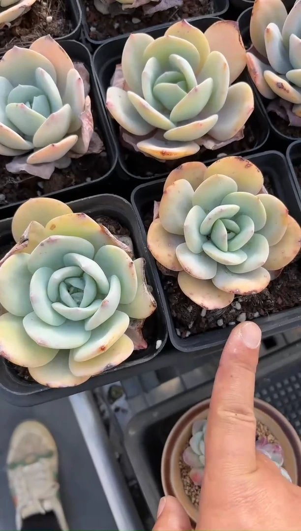 【闪购商品】奶茶不售后