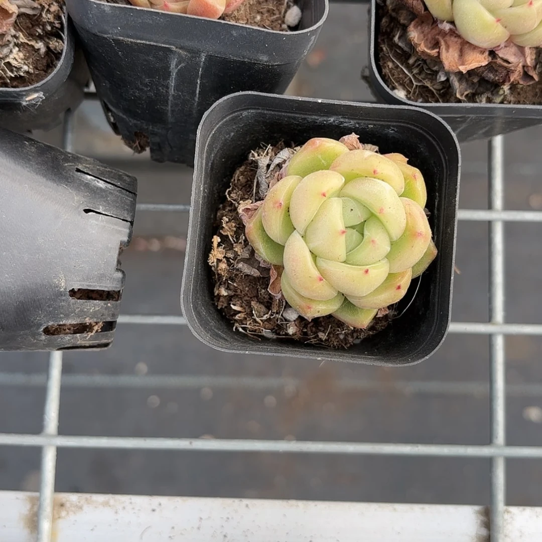 【闪购商品】白玫瑰多肉