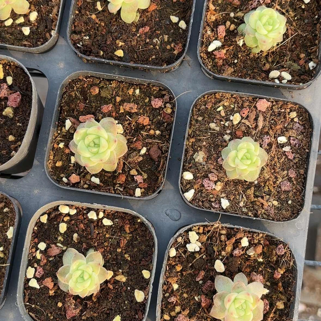 【闪购商品】M100多肉
