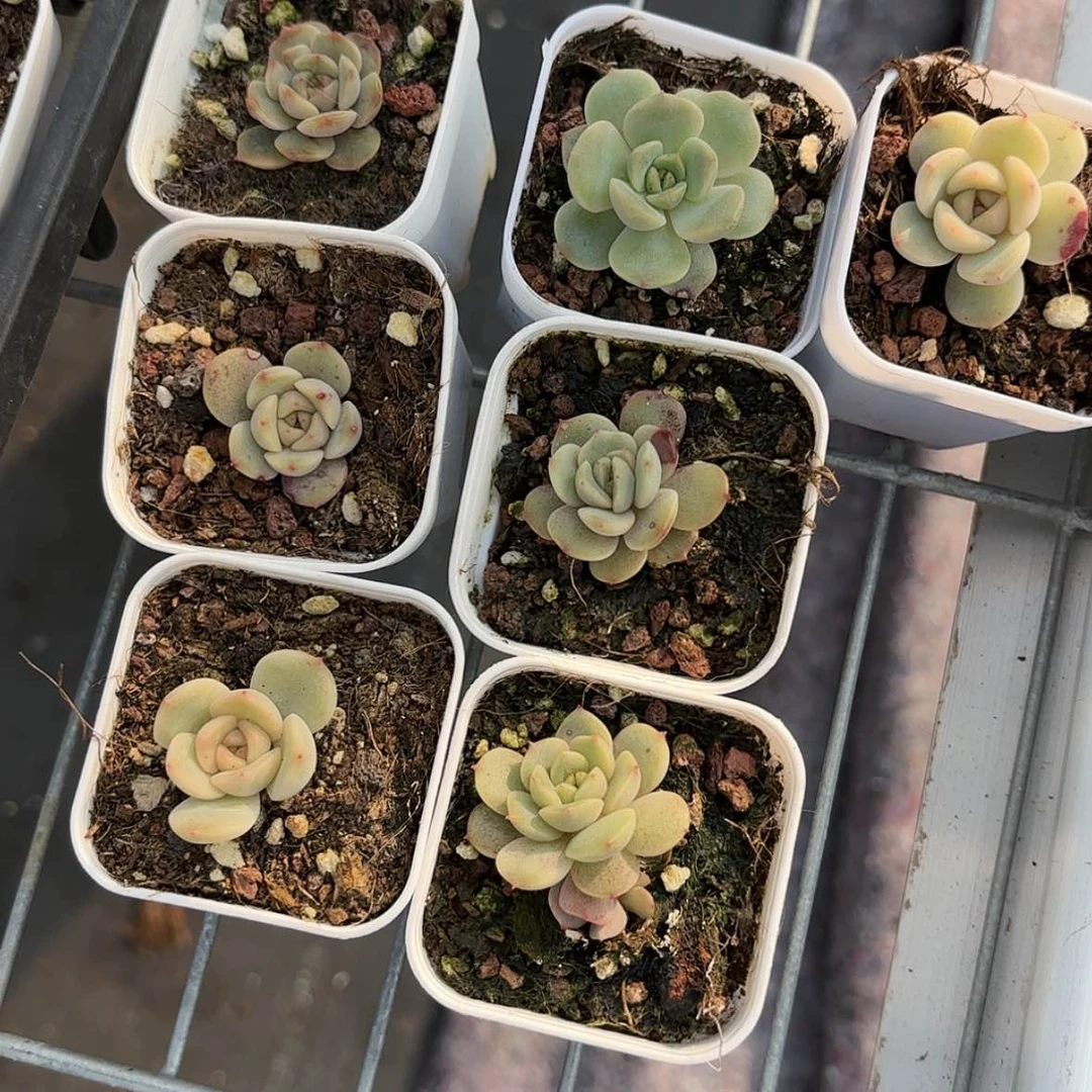 【闪购商品】红恋单头多肉