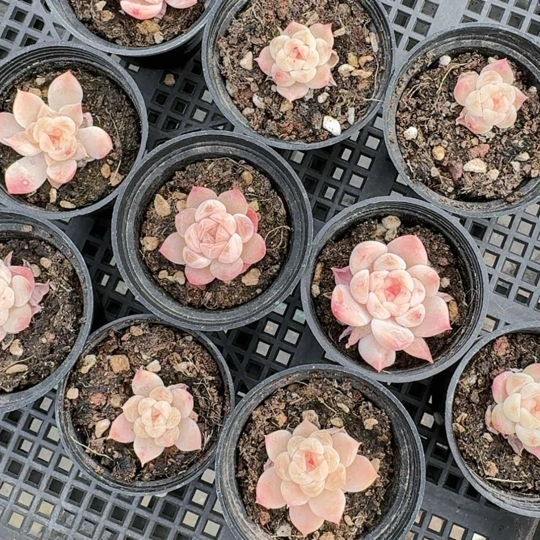 【闪购商品】黄心冰魄