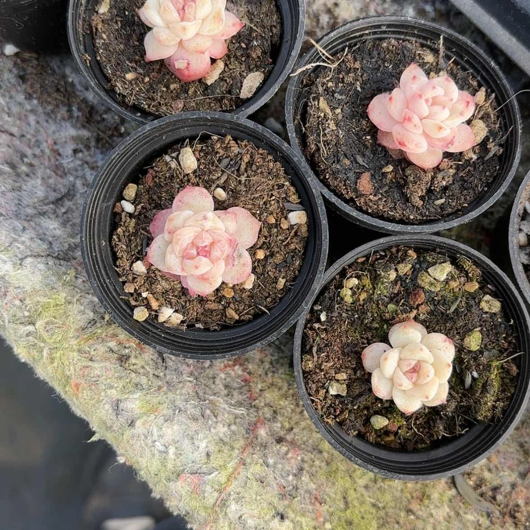 【闪购商品】小粉钻多肉