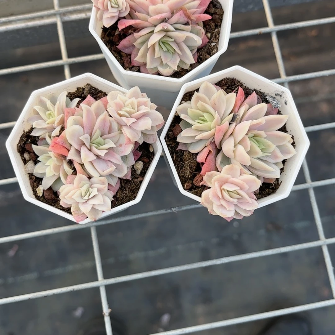 【闪购商品】冰片锦多肉