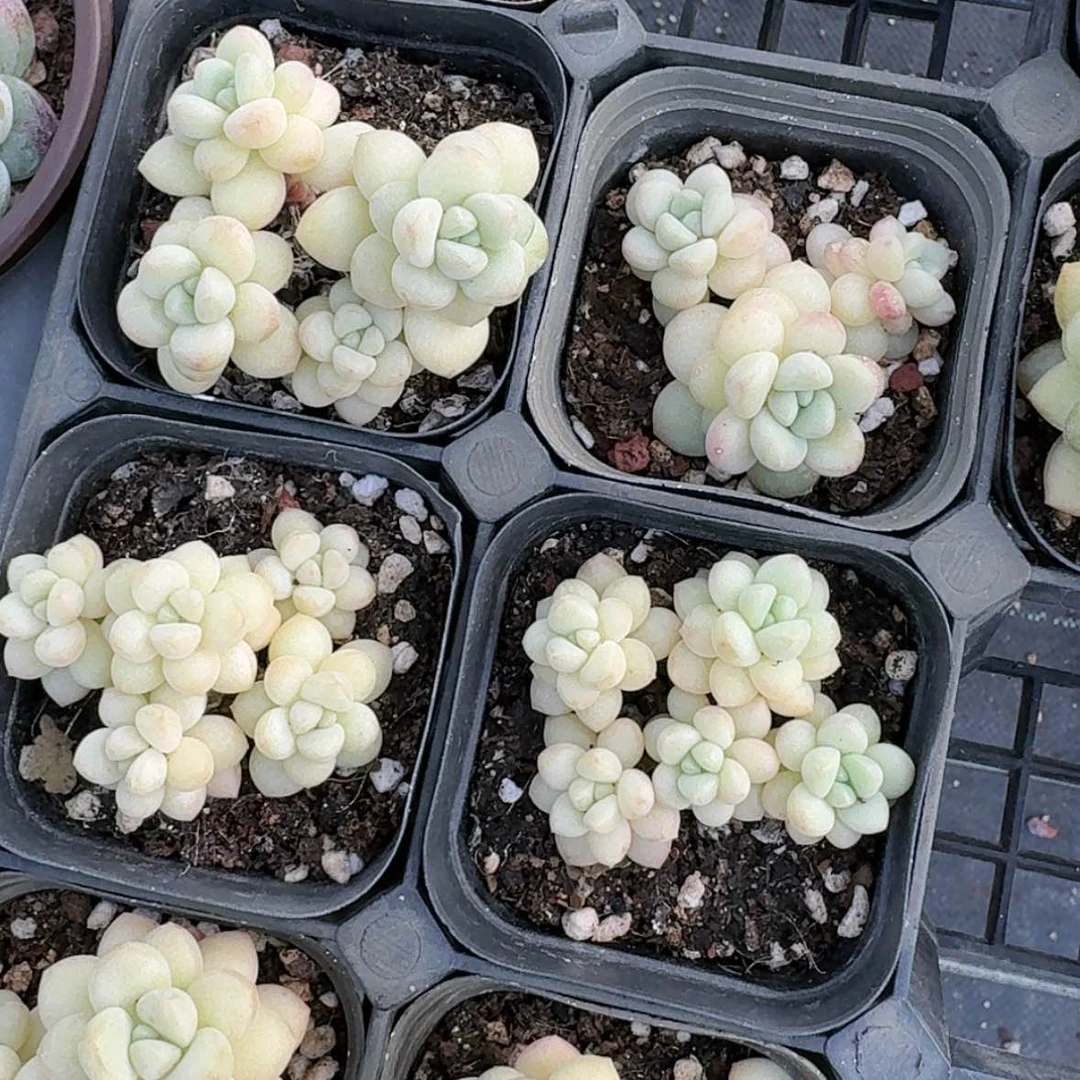 【闪购商品】泡泡糖三头起