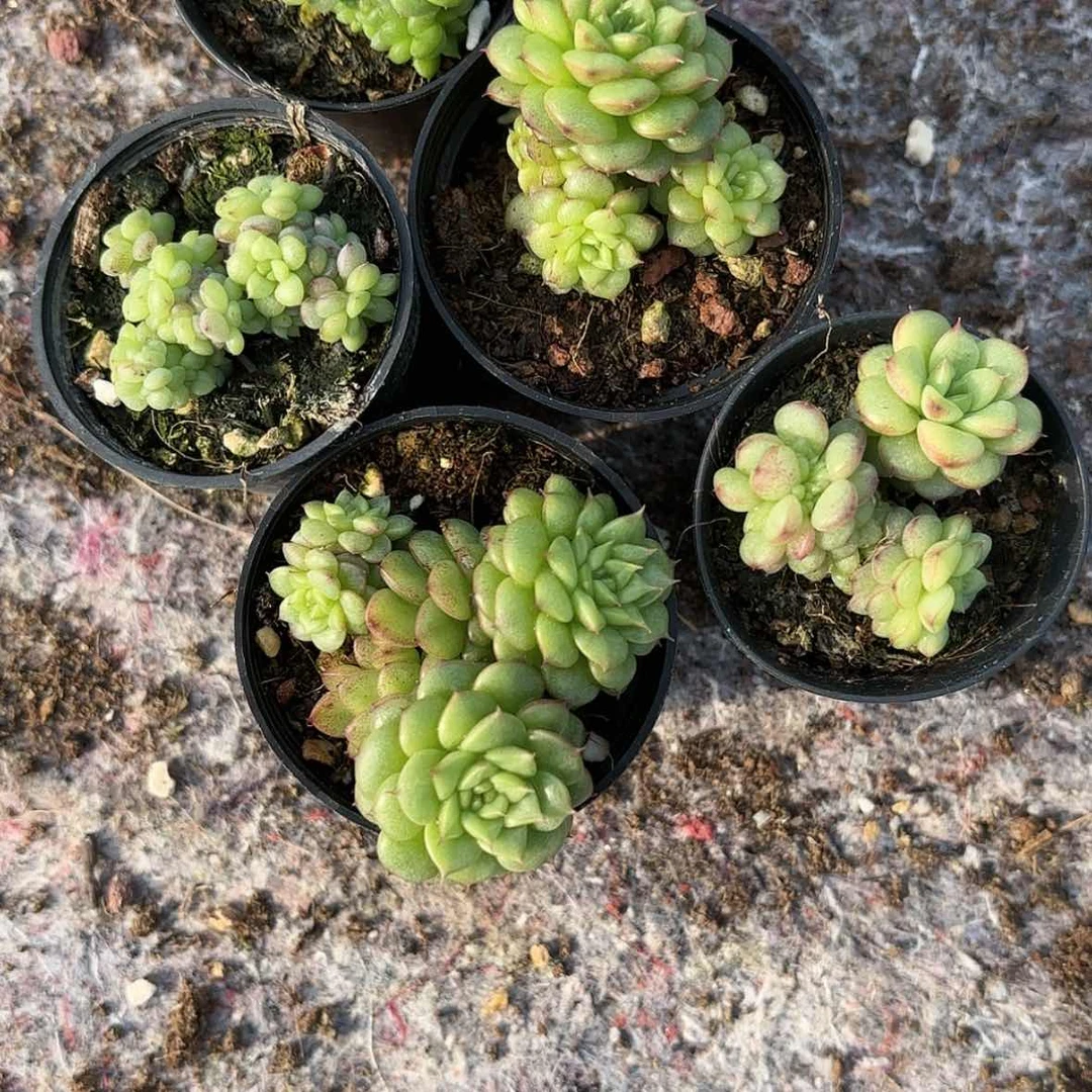 【闪购商品】水鬼群多肉