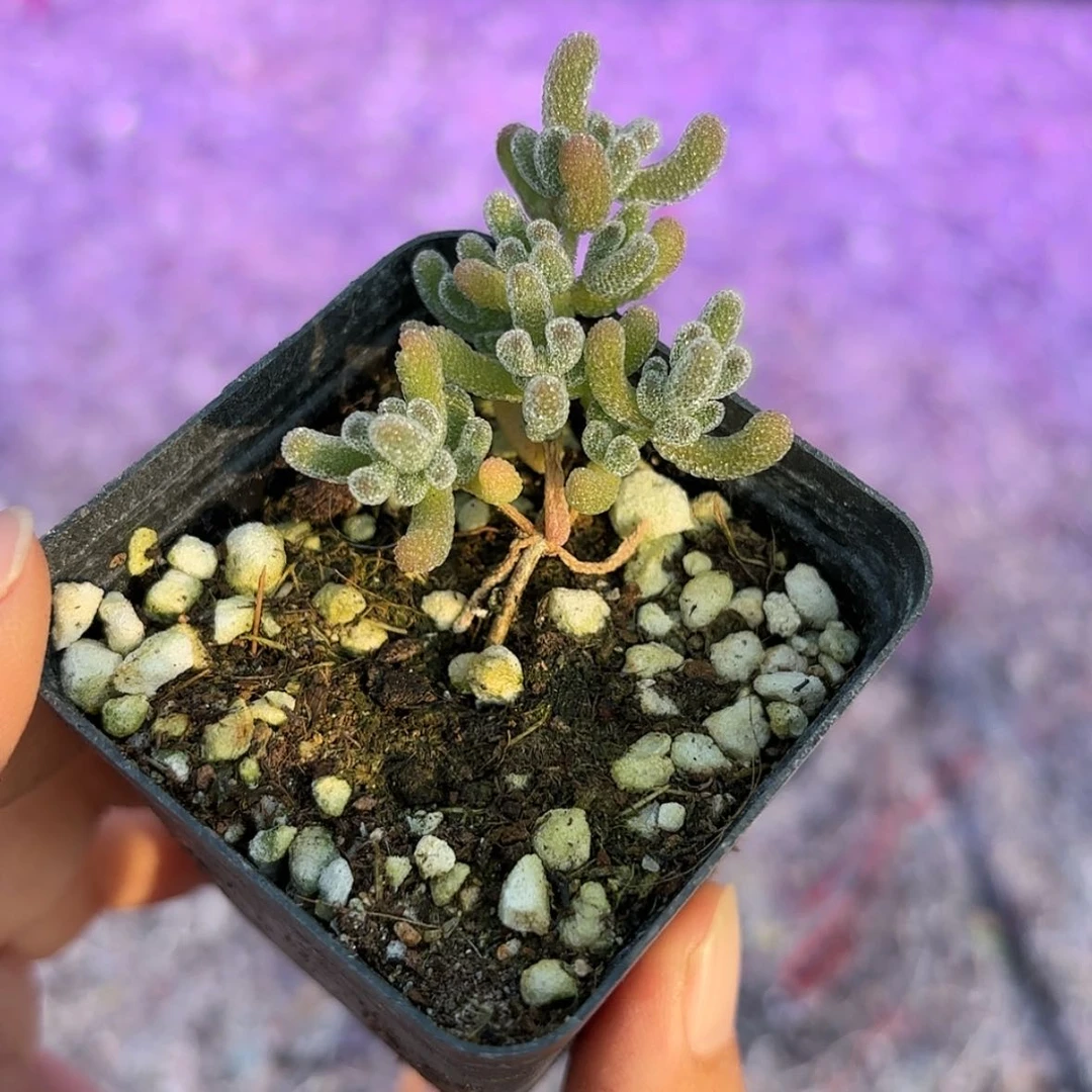 【闪购商品】冰晶枝干