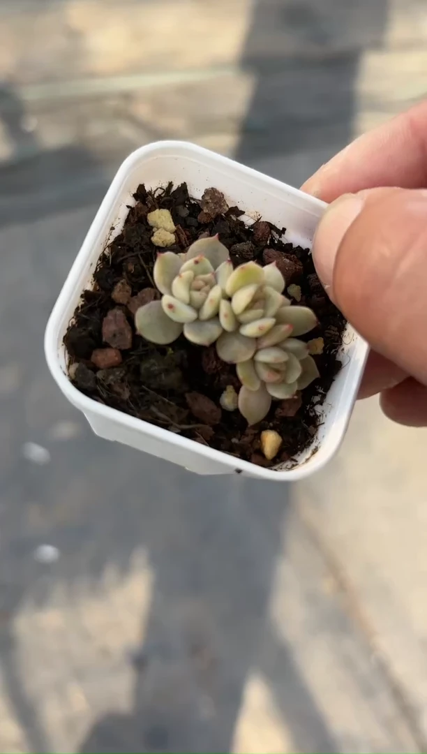 【闪购商品】红恋三头