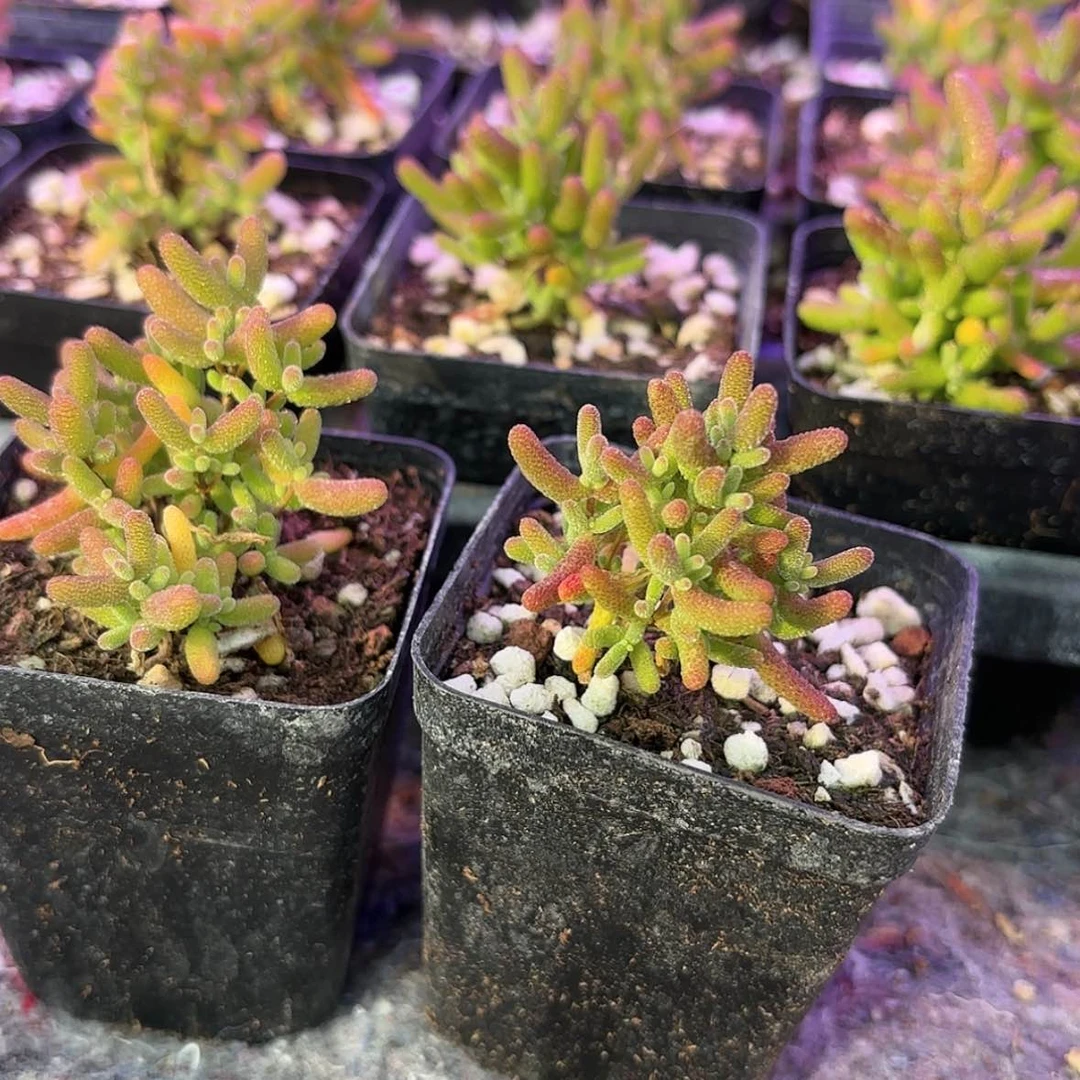 【闪购商品】蜜桔糖球多肉