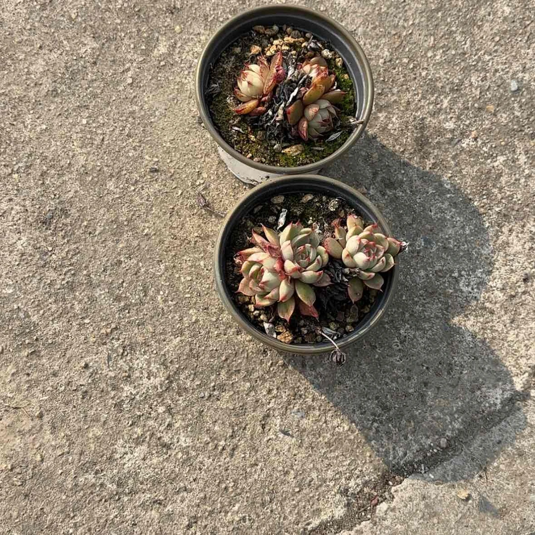 【闪购商品】圣路易斯多肉