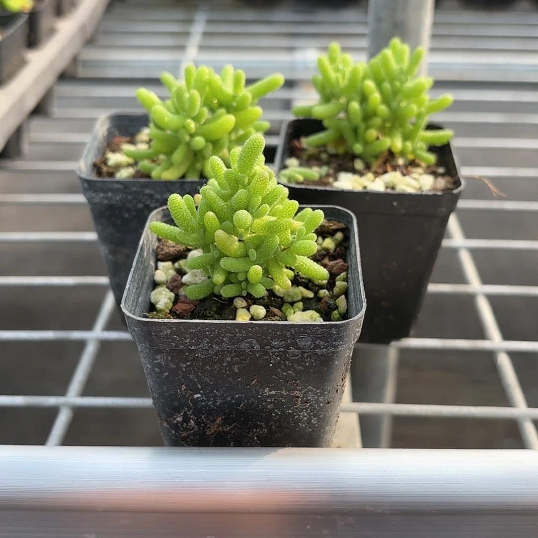 【闪购商品】蜜桔糖球多肉