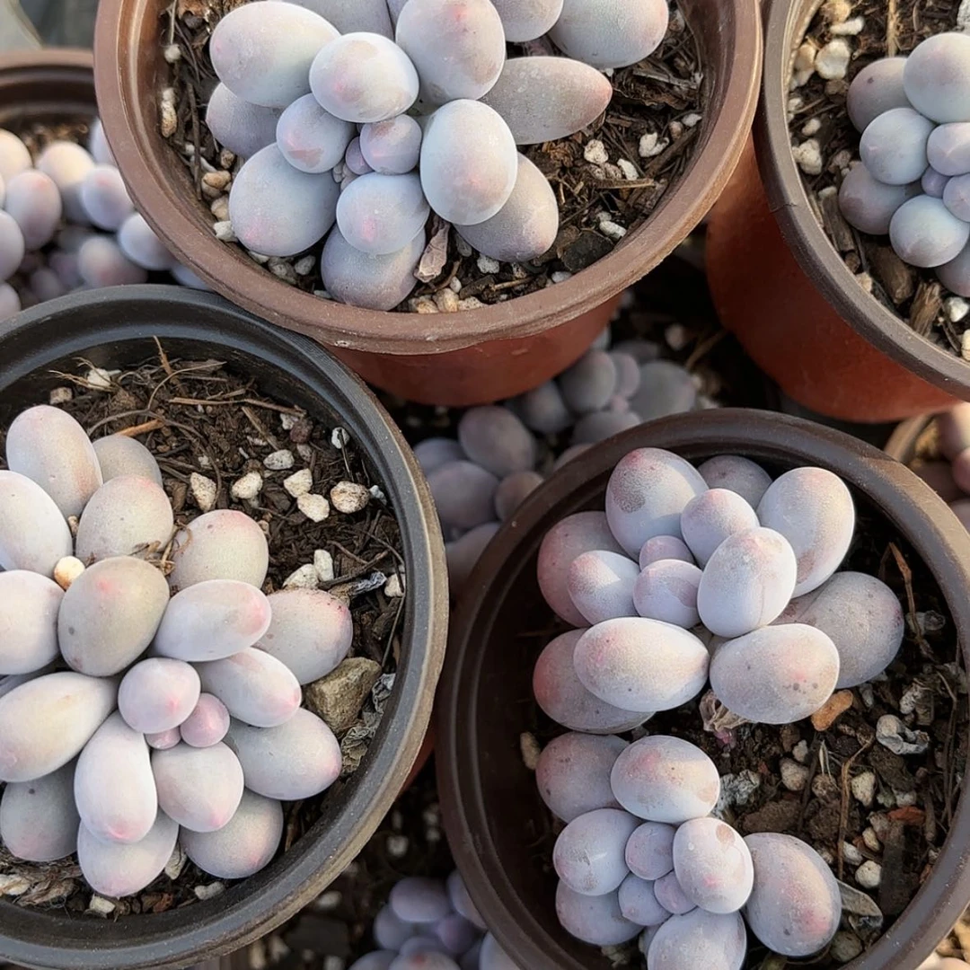 【闪购商品】汤圆多肉