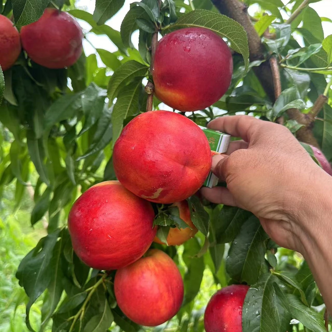 优系红玫瑰 大果 高甜