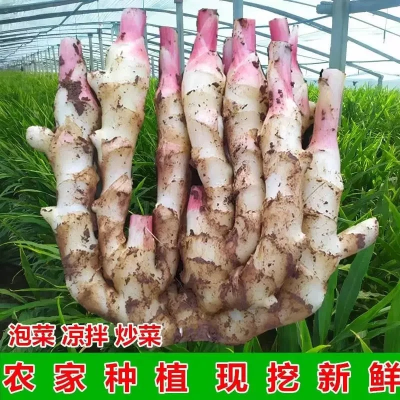 广西新鲜嫩姜生姜嫩美味新鲜仔姜红芽仔姜板姜现挖现发仔姜新鲜
