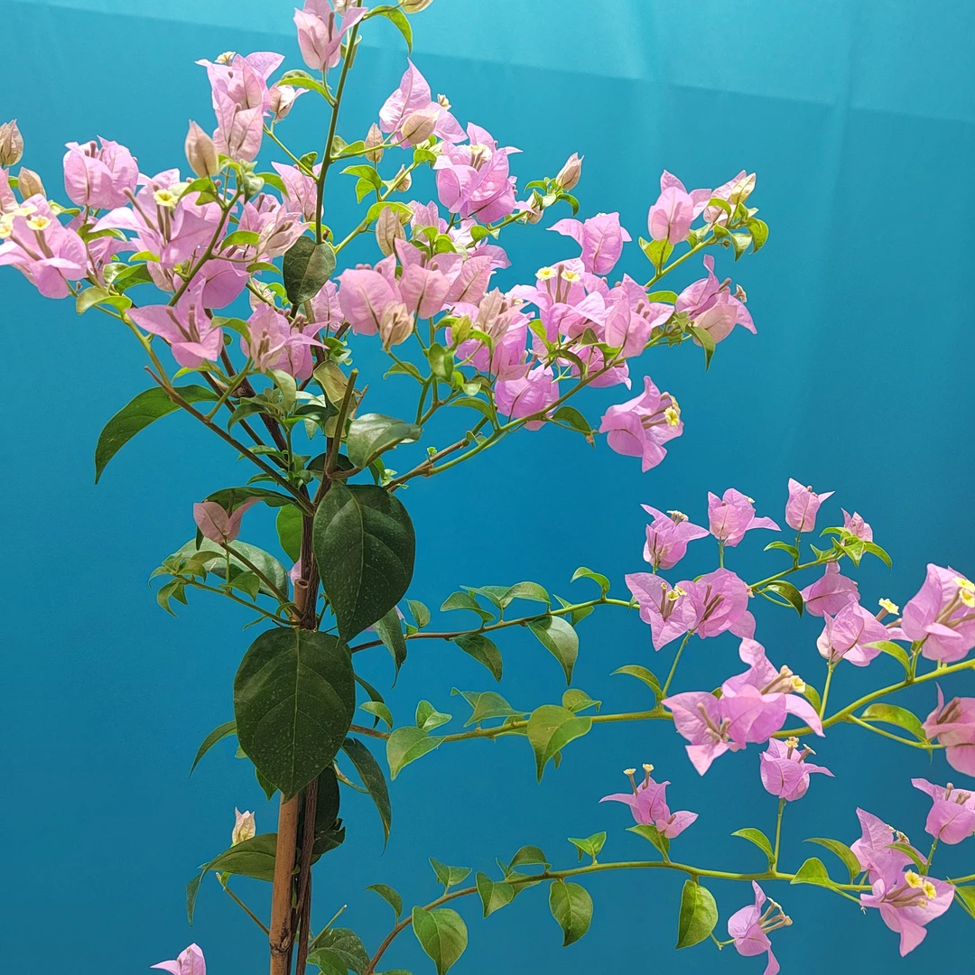 三角梅 88-98-108-118-128-138-198一物一拍  勤花    鲜活养护